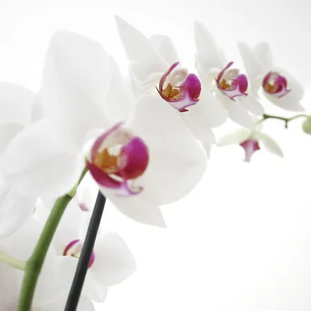 Sorriso Venedig-Lido