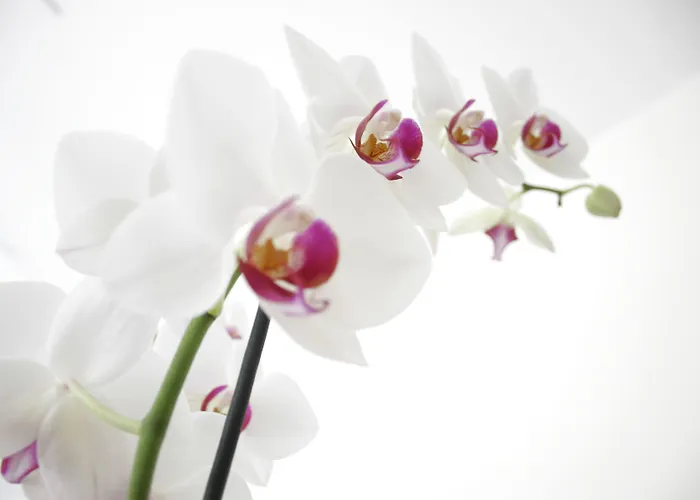 Sorriso Lido di Venezia